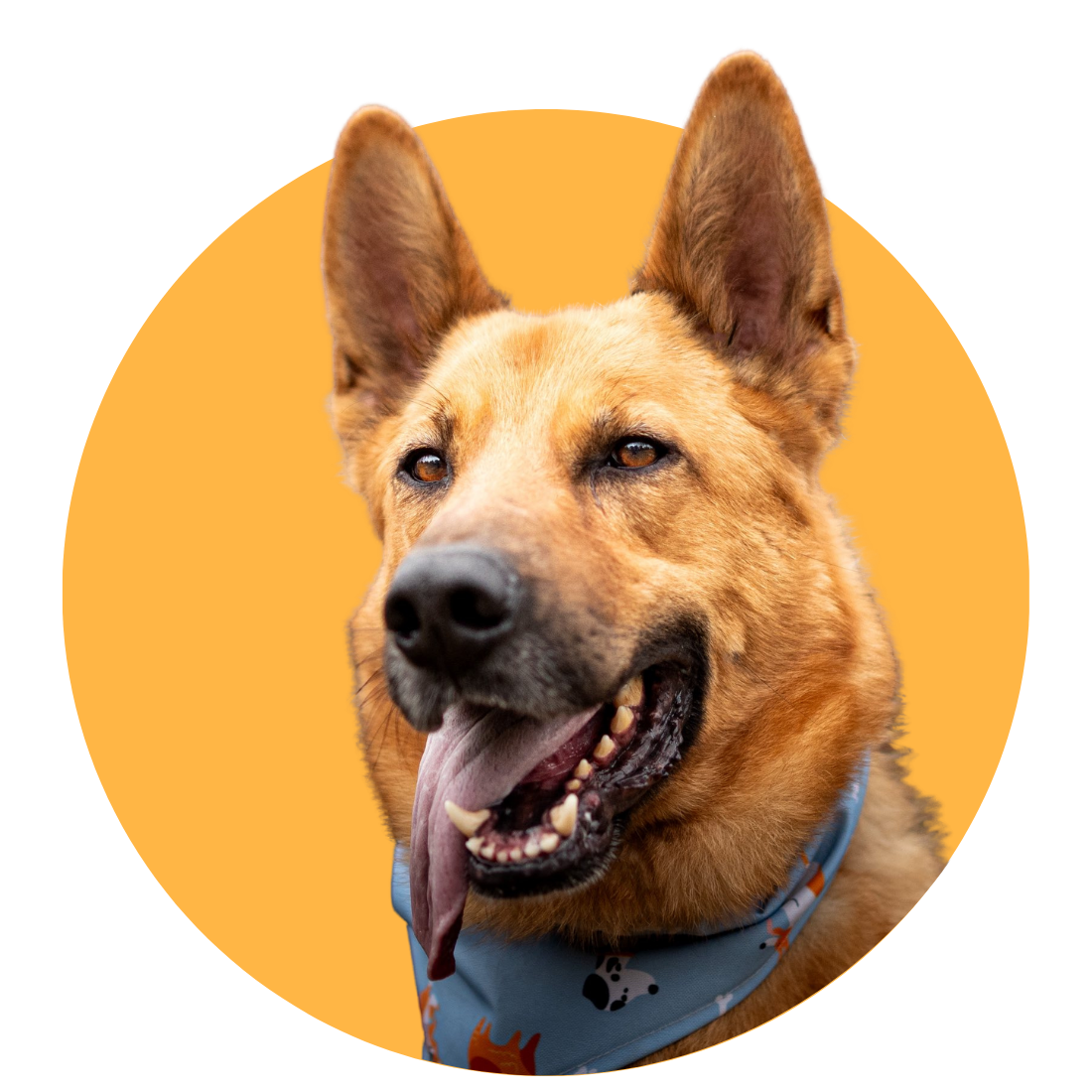 adopcja psów gniezno adopcja gniezno